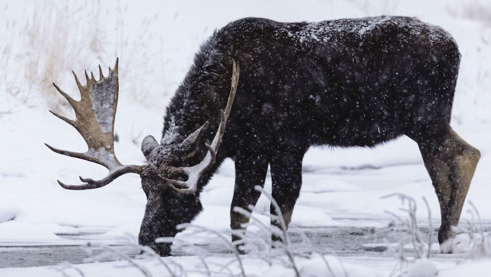 Bozeman hotel winter activities moose