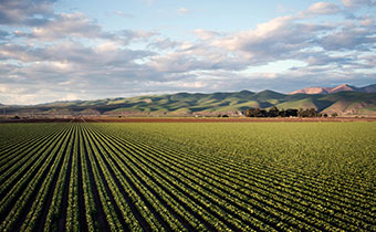 farm fields