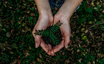 hands holding a plant