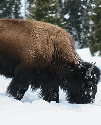 a bison grazing in the snow